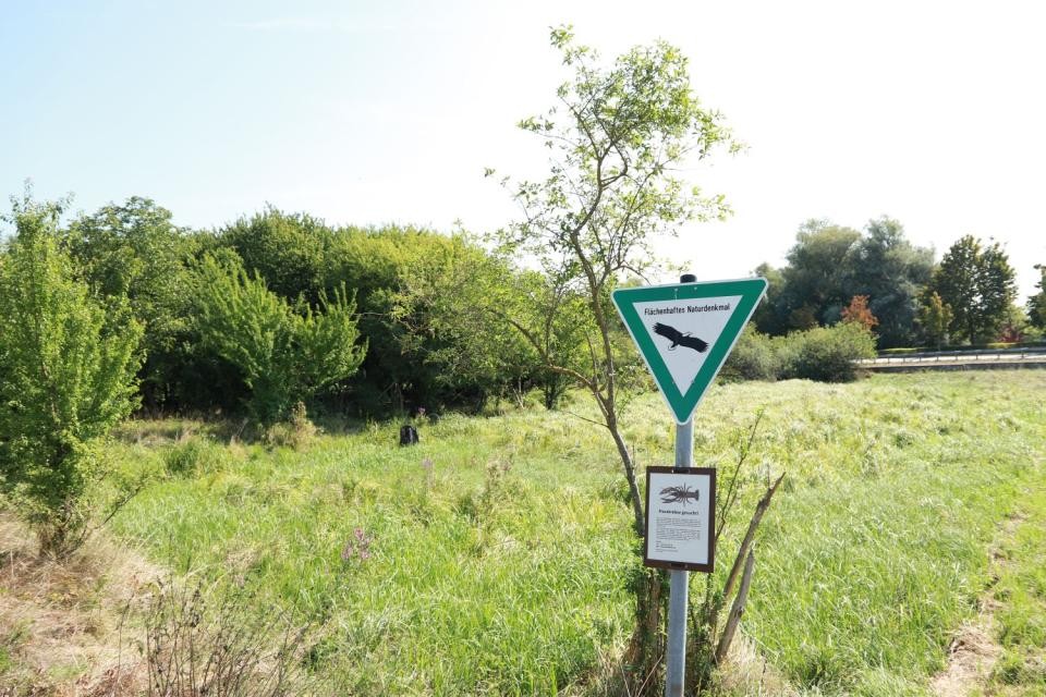 Wiese von einem Naturschutzgebiet