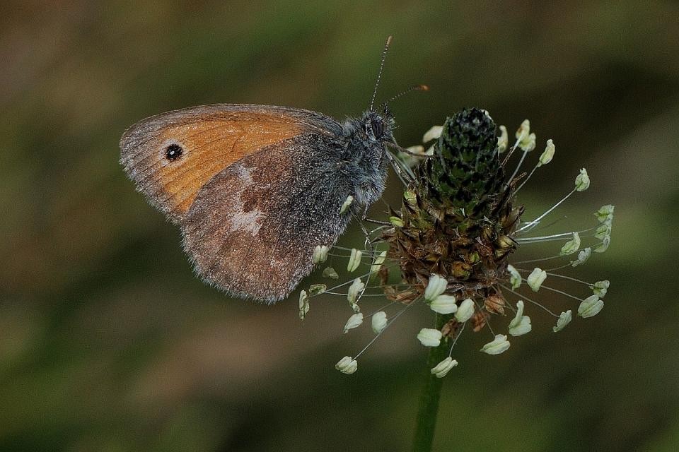 Bild vom kleinen Wiesenvögelchen, Coenonympha Pamphilus (Tagfalter)